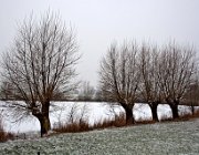 Wilgen  (c) Henk Melenhorst : sneeuw, winter